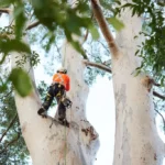 tree removal central coast