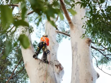 tree removal central coast