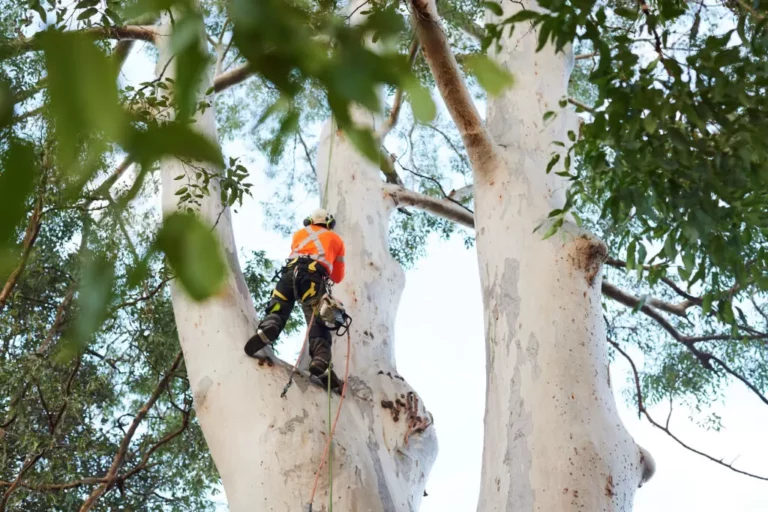 tree removal central coast