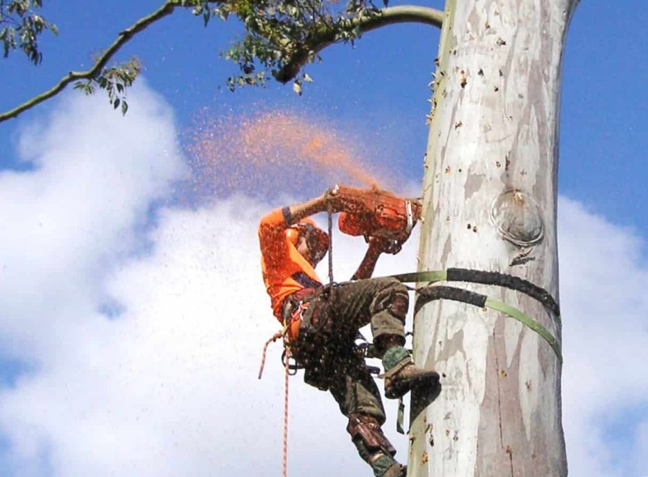 tree removal