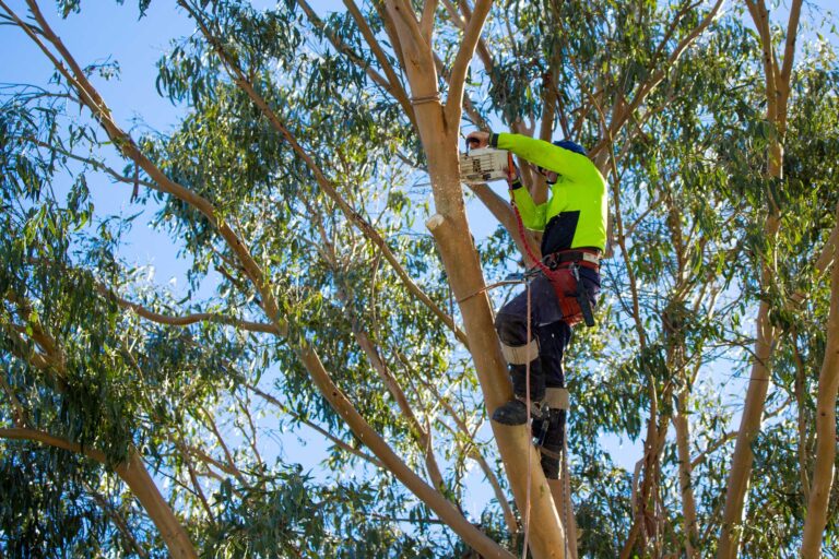 Tree Removal in Central Coast: A Guide to Safe and Effective Services