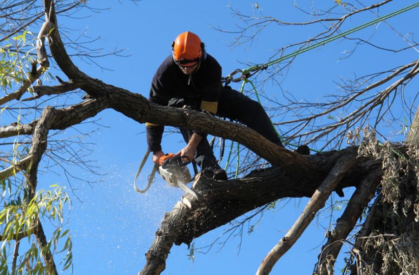 tree removal central coast