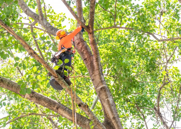 tree removal