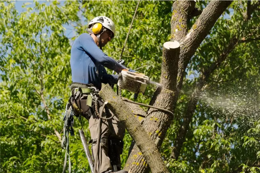 tree removal central coast