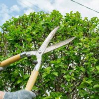 How Much Does Tree Pruning Cost? Budgeting for Quality Care