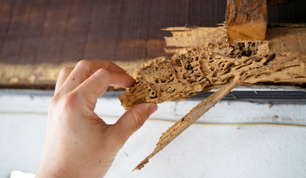 DIY vs Professional Termite Control: When to Call a Termite Specialist

