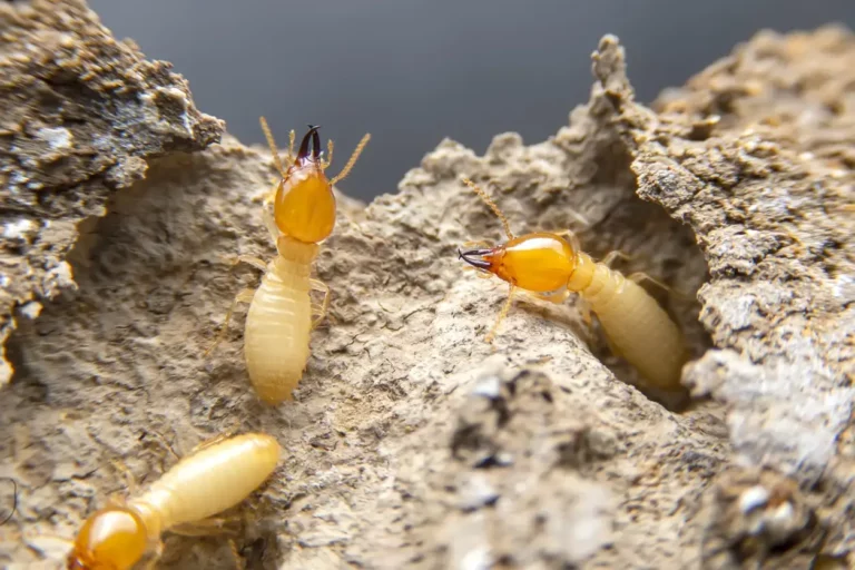 DIY vs Professional Termite Control: When to Call a Termite Specialist